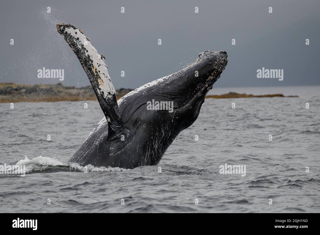 Baleine à bosse à Baranof Island, Alaska Banque D'Images