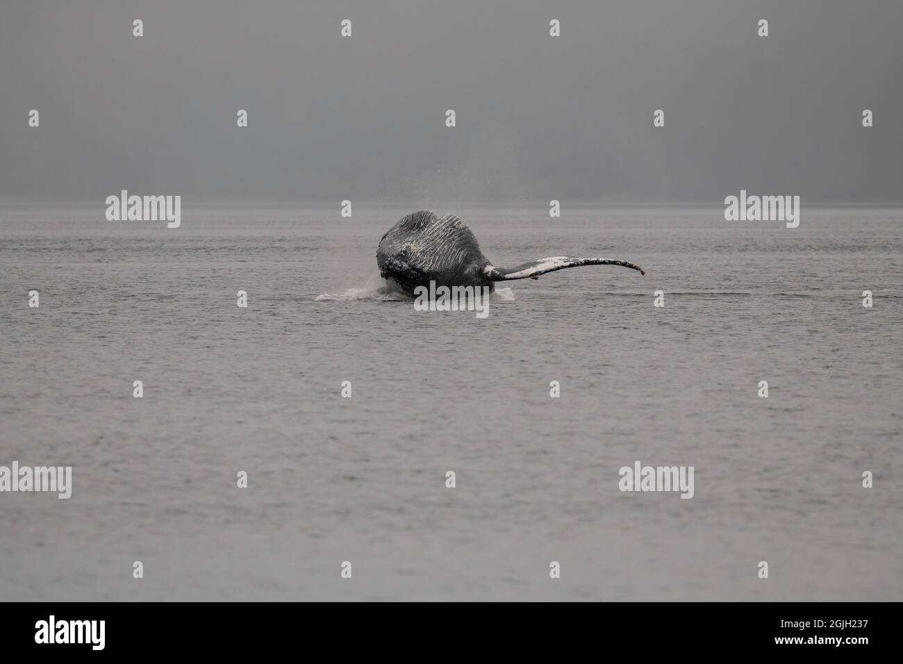 Baleine à bosse à Baranof Island, Alaska Banque D'Images