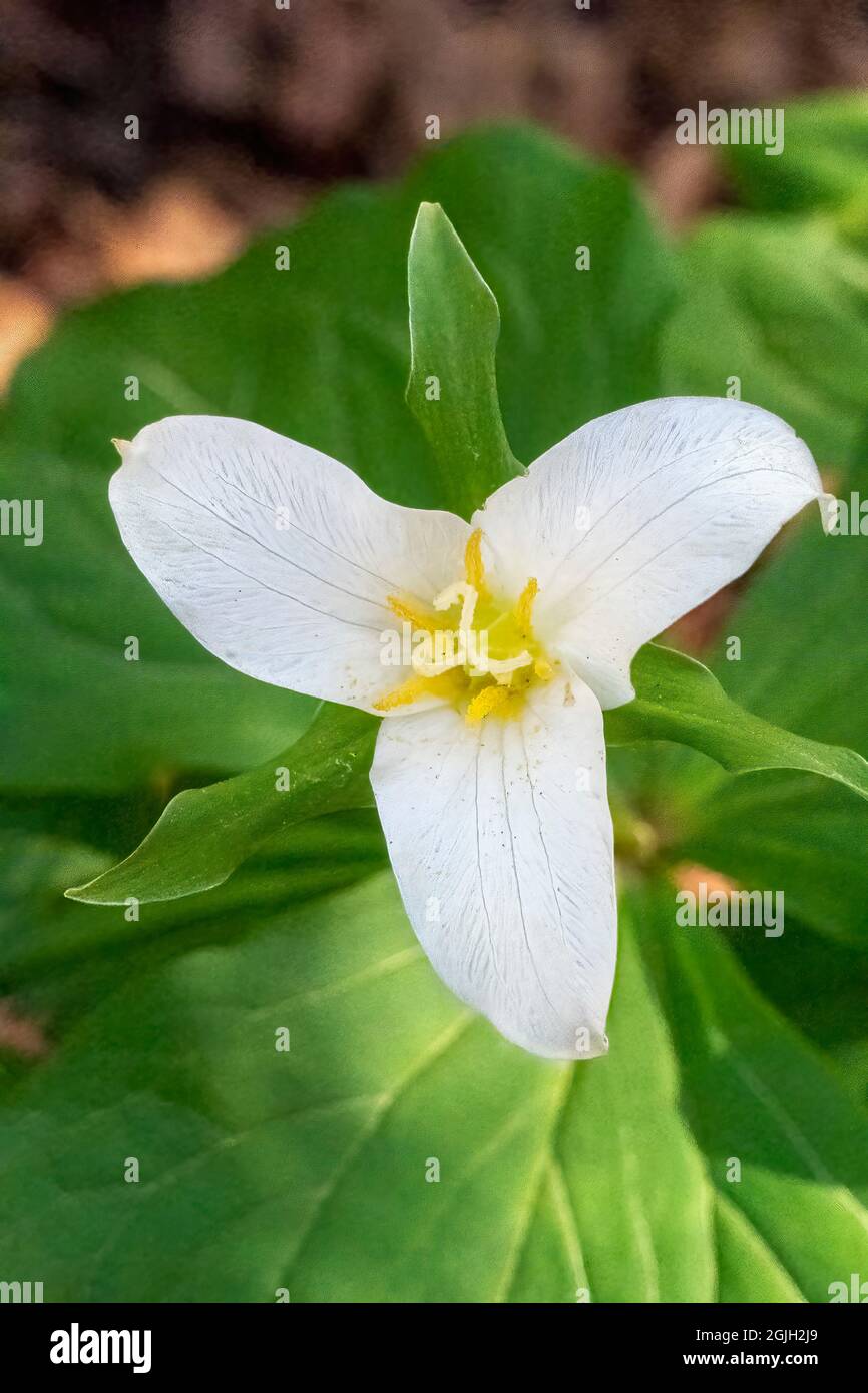 Issaquah, Washington, États-Unis. Fleur sauvage de Trillium de l'Ouest Banque D'Images