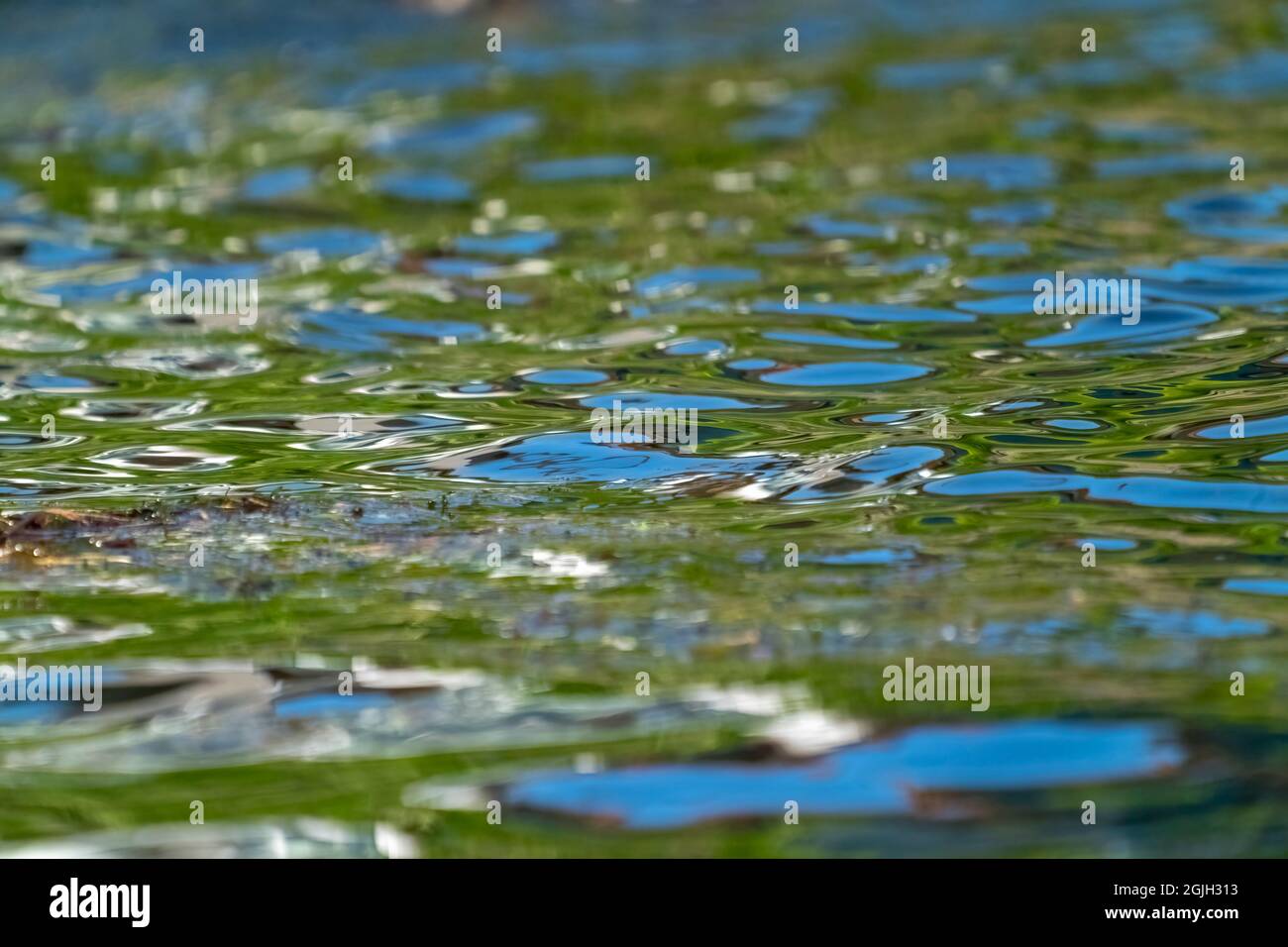 Issaquah, Washington, États-Unis. Réflexions dans le lac au parc national du lac Sammamish. Banque D'Images