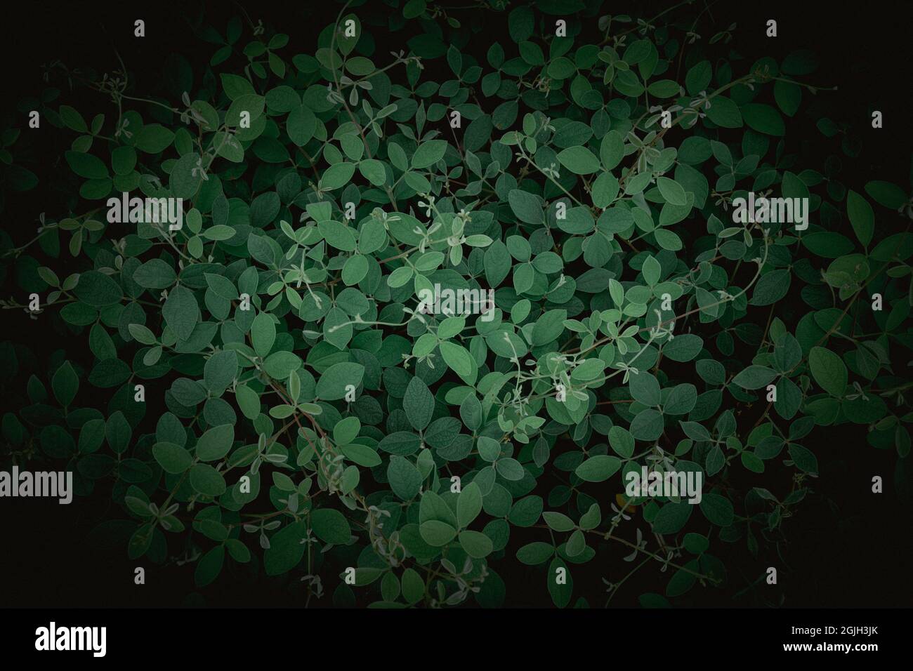 Un terrain vert frais et magnifique couvre les arbres, le thème nature arrière-plan Banque D'Images