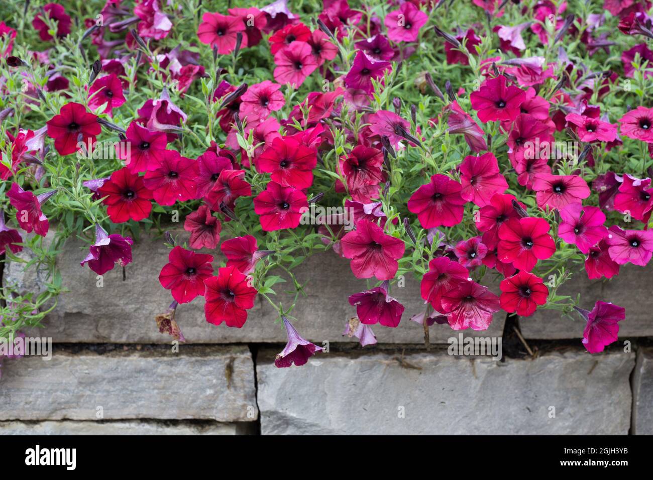 Pétunia x hybrida vague de marée rouge velour fleurs. Banque D'Images