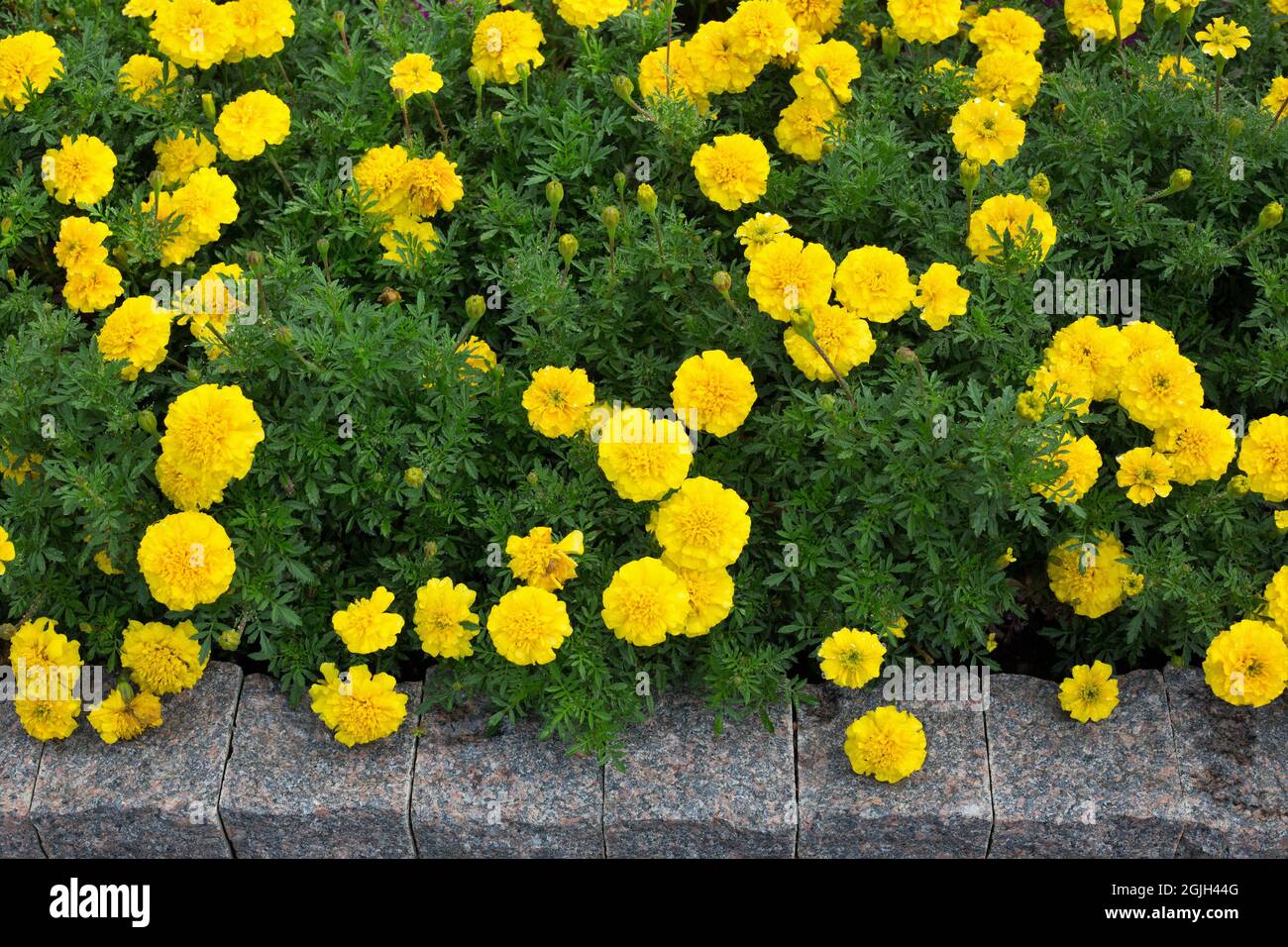 Tagetes patula 'Bonanza jaune' fleurs. Banque D'Images