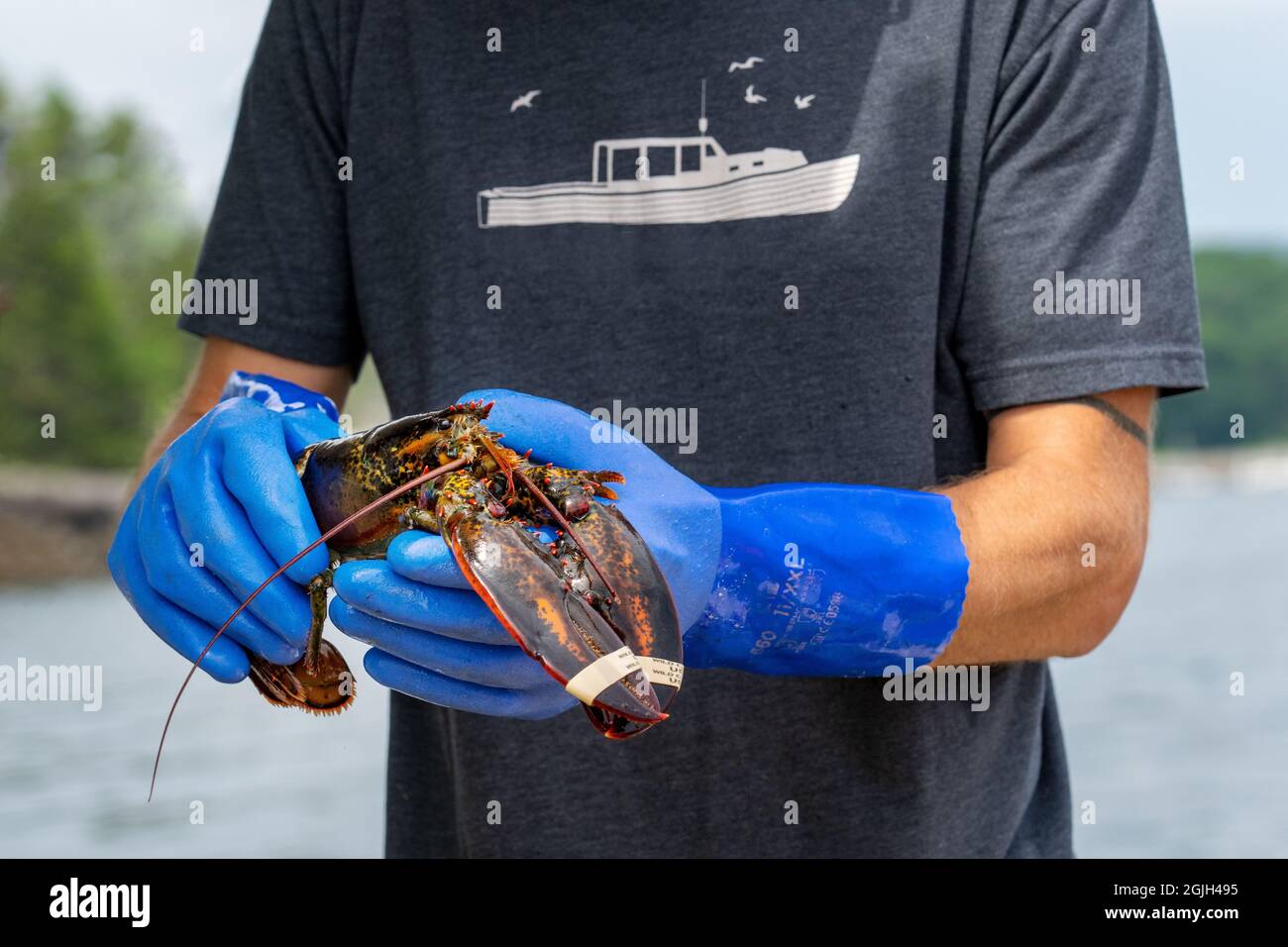 Camden, Maine, États-Unis. Pêcheur tenant un homard avec des bandes élastiques autour de ses pinces. Banque D'Images