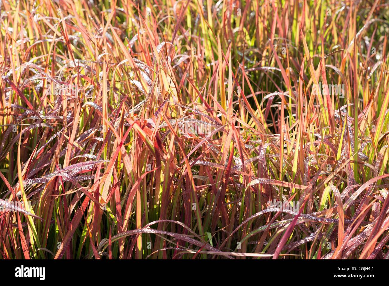 Imperata cylindrica 'Red Baron' - herbe de sang japonaise. Banque D'Images