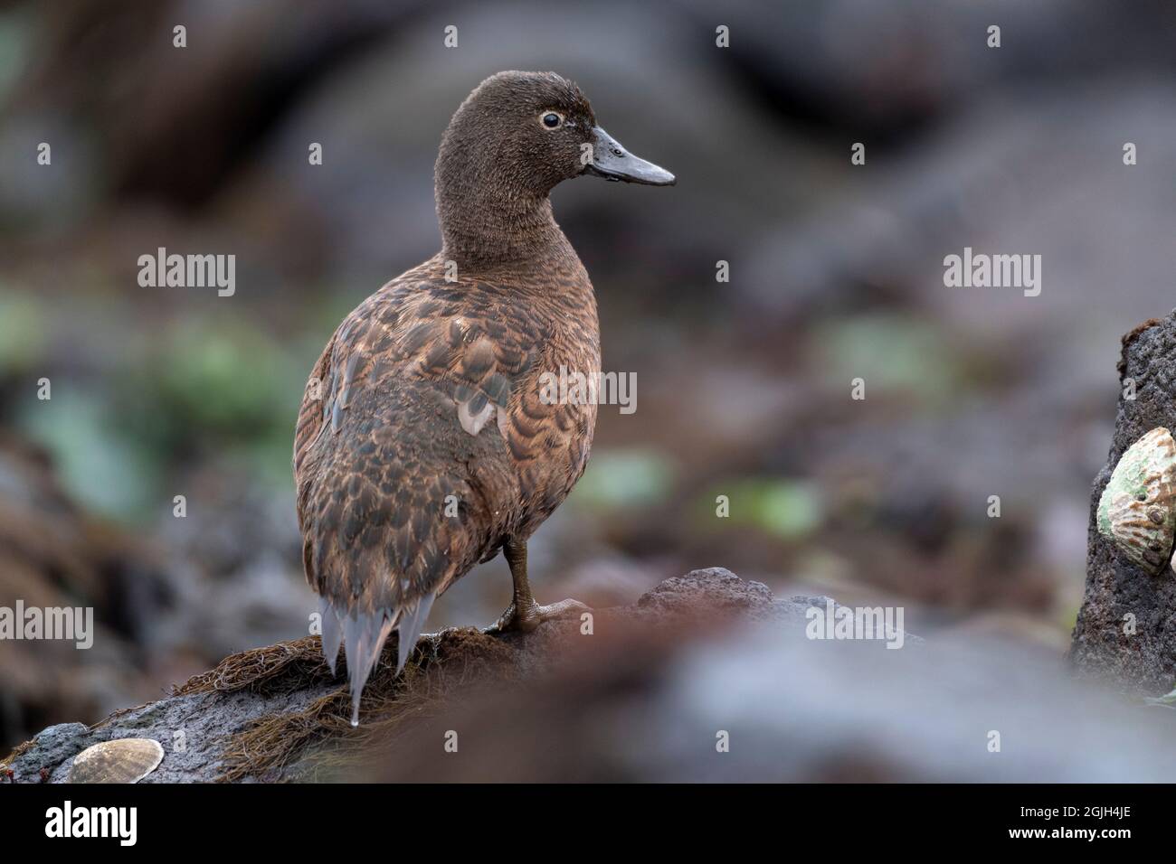 Sarcelle de Campbell Island (canard) debout sur des rochers Banque D'Images