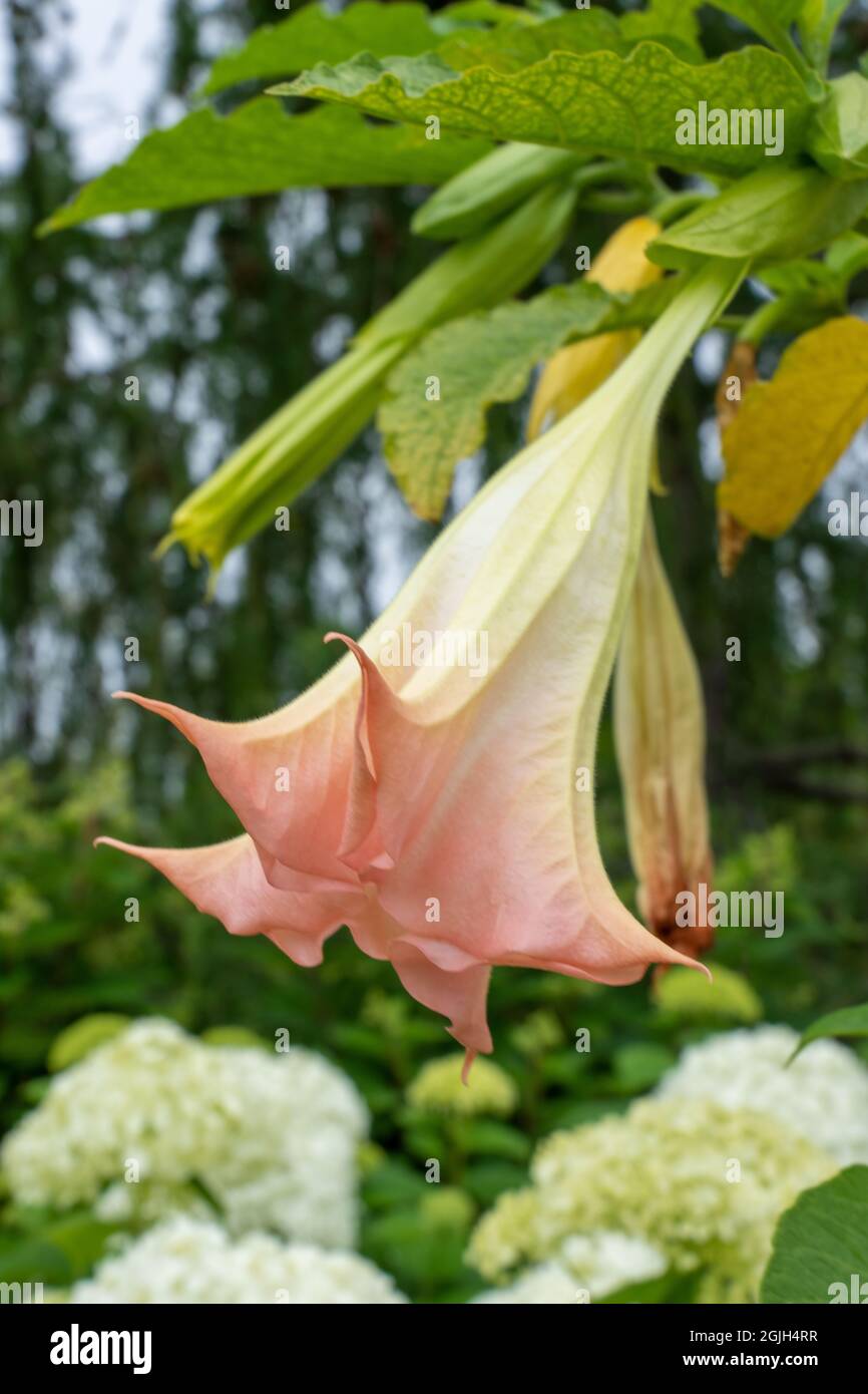 Port de Boothbay, Maine, États-Unis. Jardins botaniques côtiers du Maine. Banque D'Images