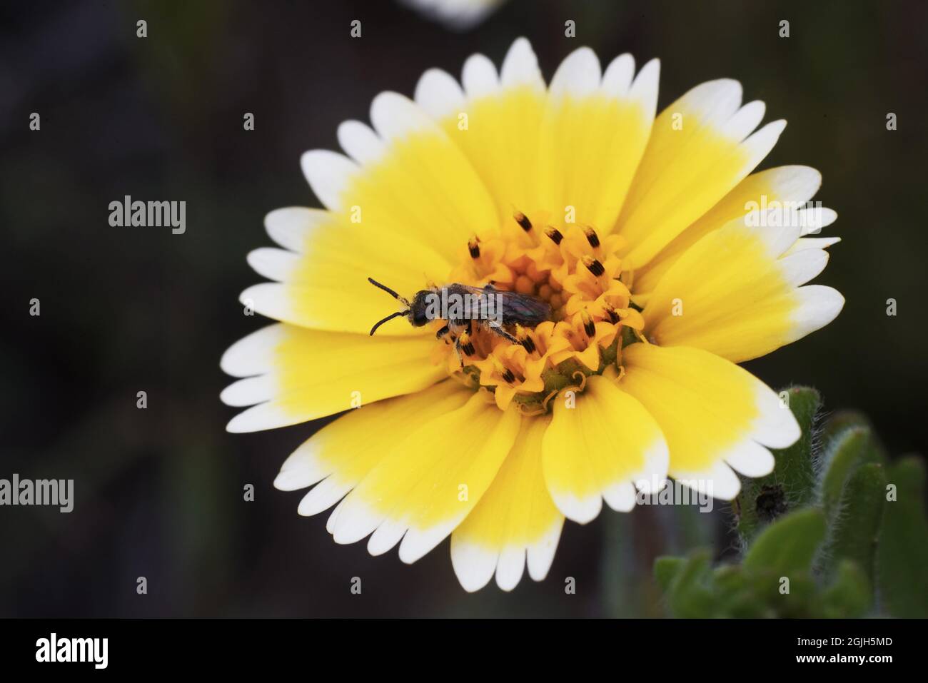 Insecte collectant le nectar sur une petite fleur de tidytips Banque D'Images