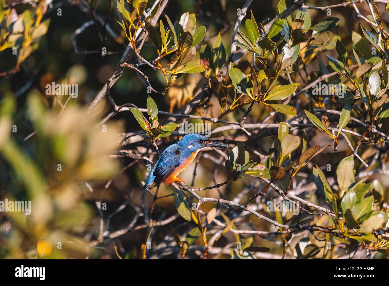 Les Kingfishers d'Azure perchés sur une branche d'arbre en regardant au-dessus de la lagune Banque D'Images