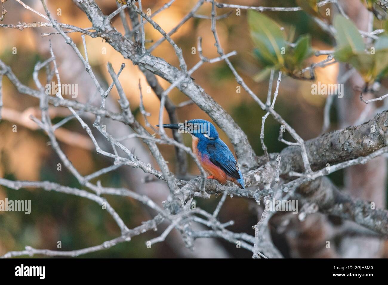 Les Kingfishers d'Azure perchés sur une branche d'arbre en regardant au-dessus de la lagune Banque D'Images