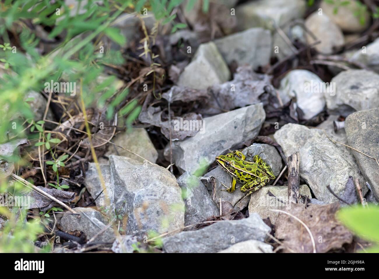 Une petite grenouille léopard verte (Lithobates pipiens) repose sur des pierres au sol. Banque D'Images