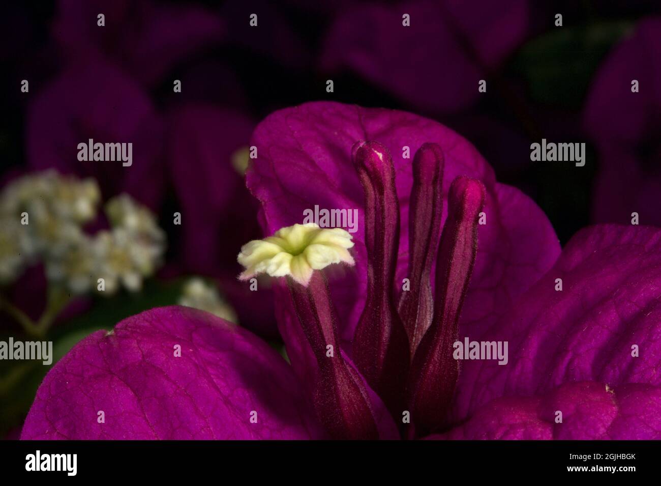 Une fleur de Bougainvillea (Bougainvillea glabra) et des étamines à l'intérieur des feuilles violettes modifiées, qui ressemblent à une fleur. Banque D'Images