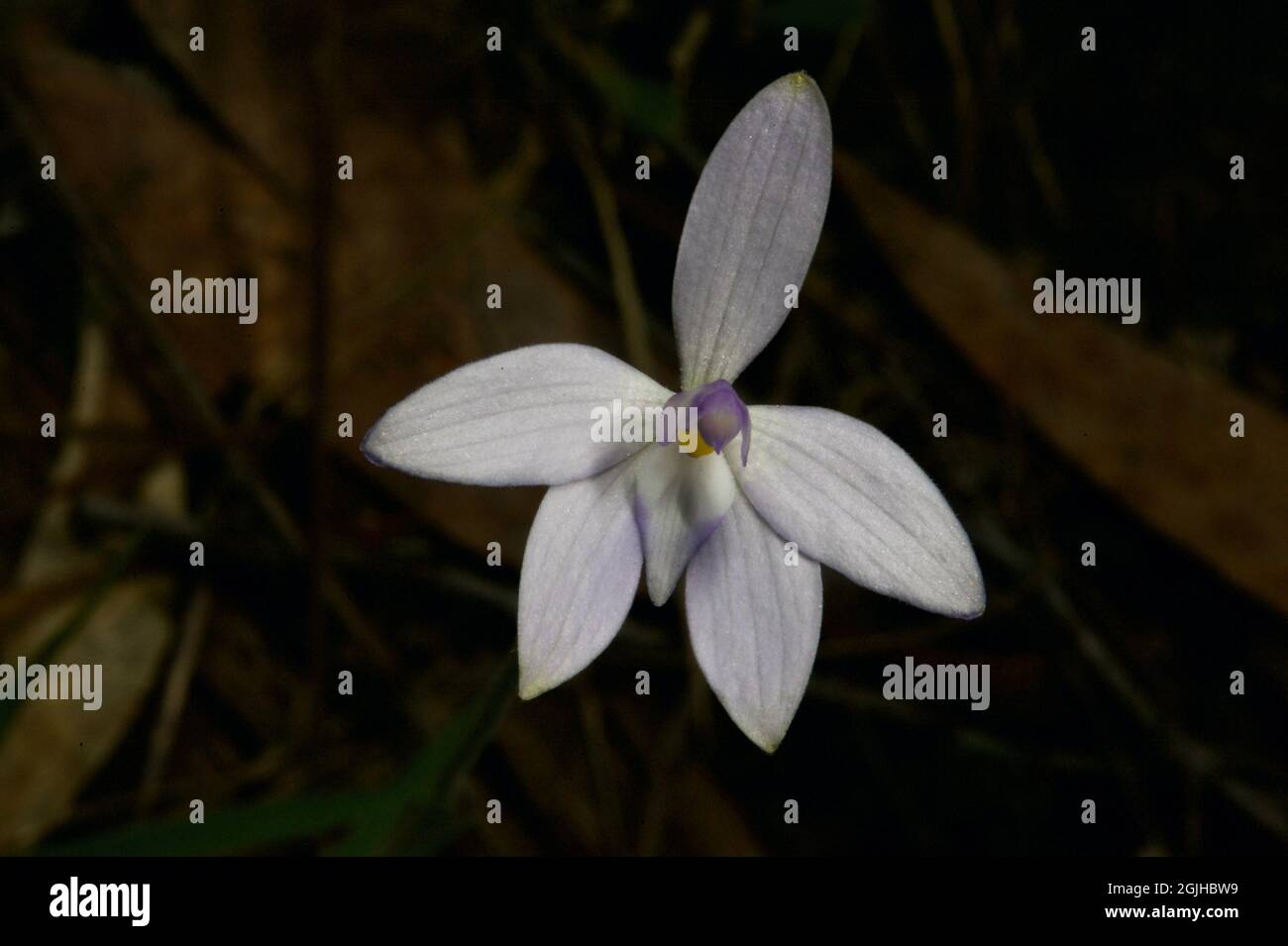 Les lèvres de cire les orchidées (Glossodia Major) sont habituellement pourpres, mais parfois j'ai trouvé un blanc rare. Trouvé à Hochkns Ridge Flora Reserve à Croydon. Banque D'Images