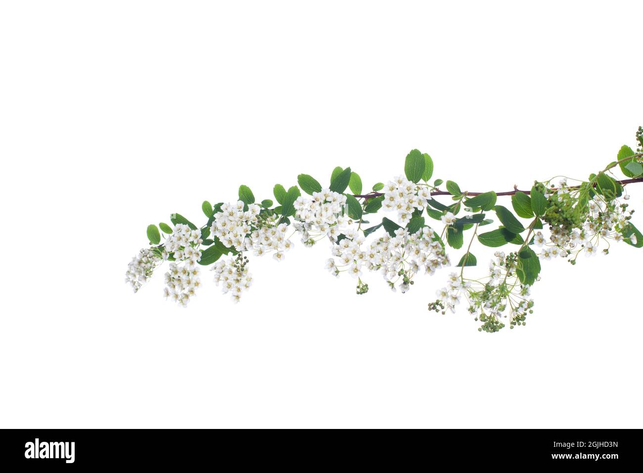 Fleurs de spirée blanches isolées sur fond blanc Banque D'Images