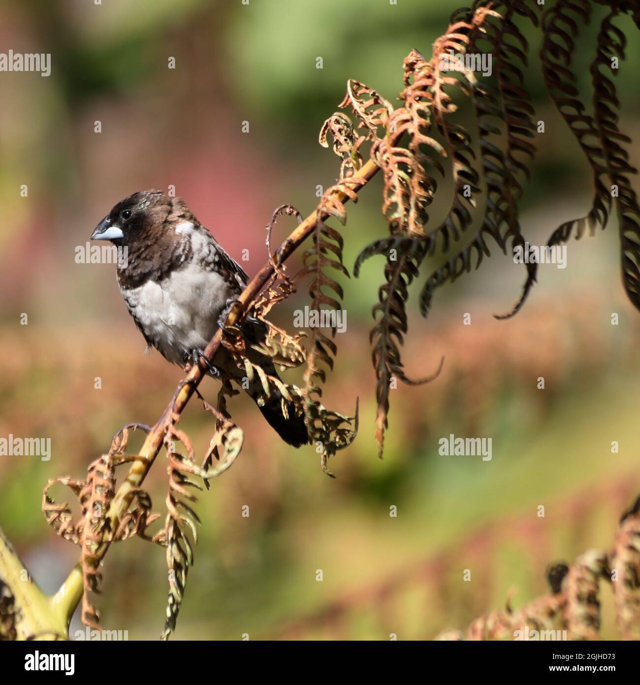 Mannikine de bronze méridional (Spermétes cucullata ssp. Scutata) perchée sur une branche Banque D'Images