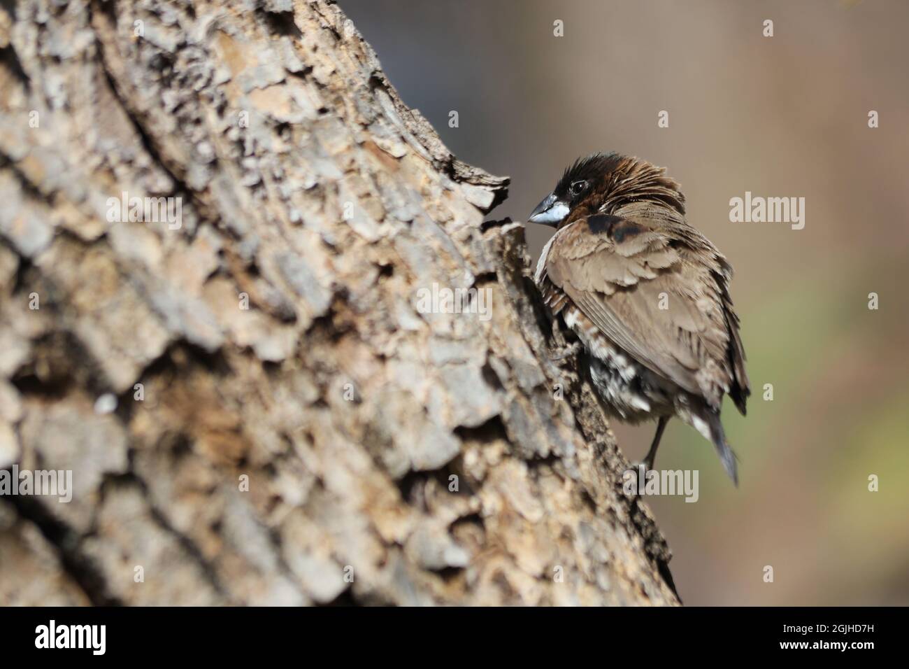 Mannikine de bronze méridional (Spermétes cucullata ssp. Scutata) perchée sur une branche Banque D'Images