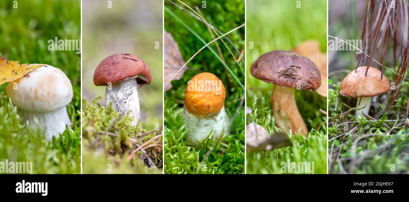 Collage de champignons comestibles variables dans la forêt Banque D'Images