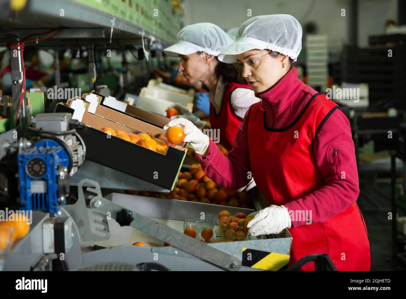 Deux travailleurs en cours de tri et d'emballage des abricots Banque D'Images