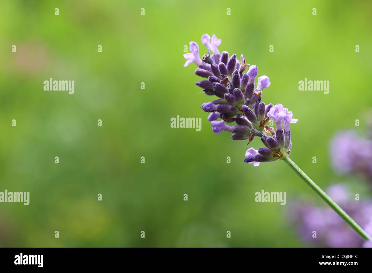 gros plan d'une fleur de lavande bleu violet sur un arrière-plan vert flou avec espace de copie Banque D'Images