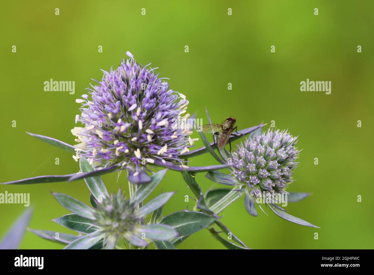 gros plan d'une mouche de fleur assise sur une belle fleur de chardon bleuâtre Banque D'Images
