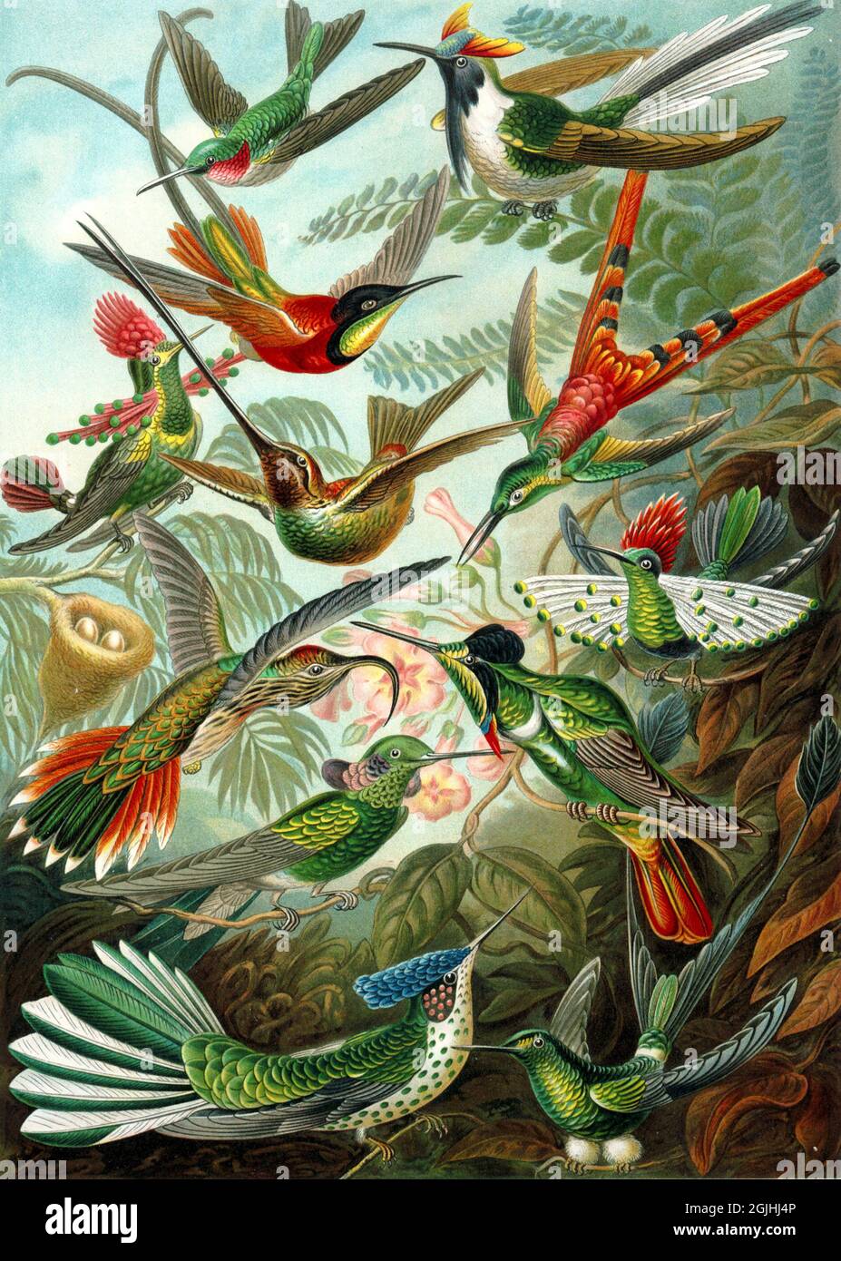 Ernst Haeckel - Art d'oiseau humming d'époque Banque D'Images