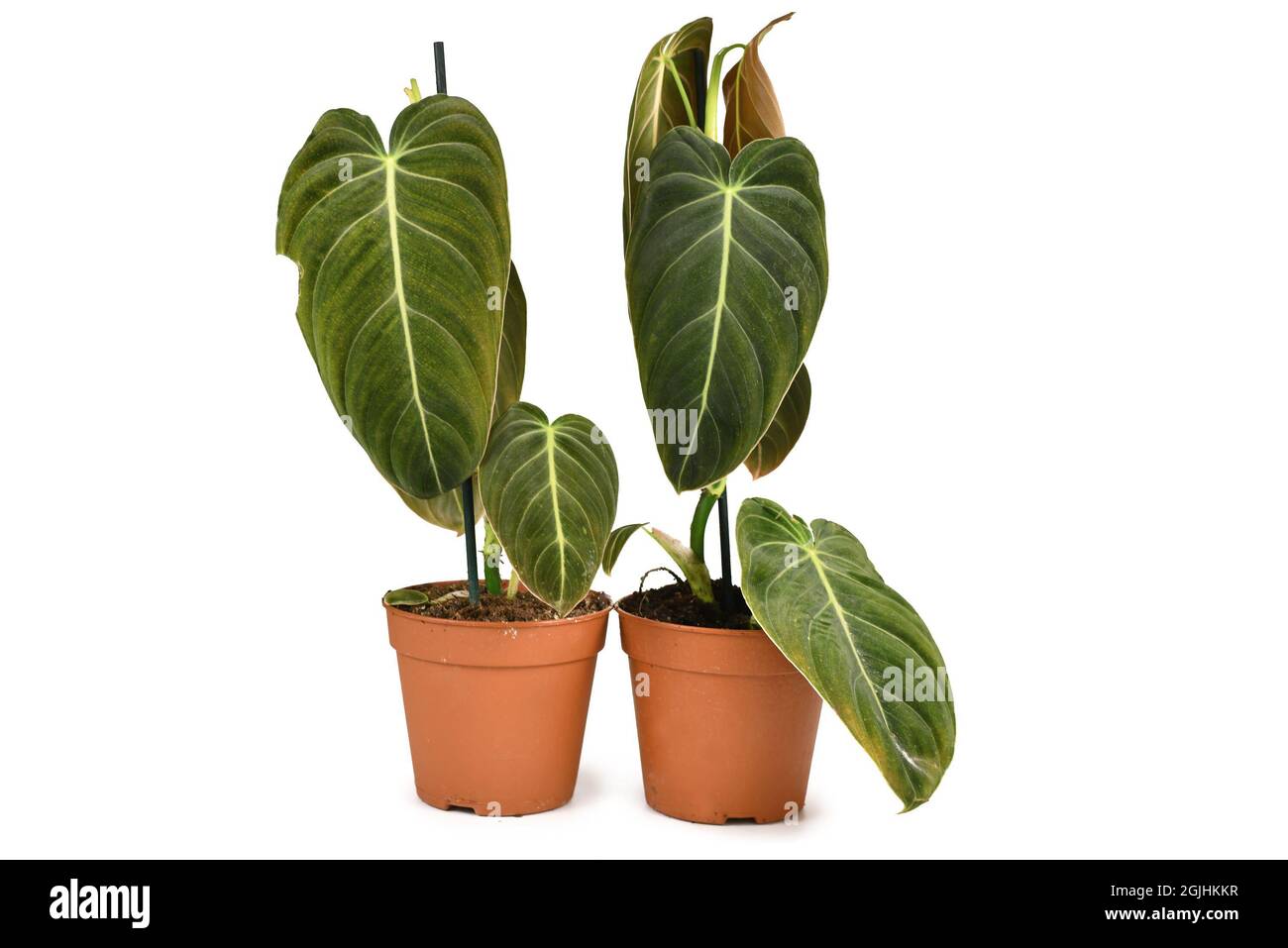 Deux plantes de maison exotiques 'Philodendron Melanochrysum' dans des pots de fleurs isolés sur fond blanc Banque D'Images