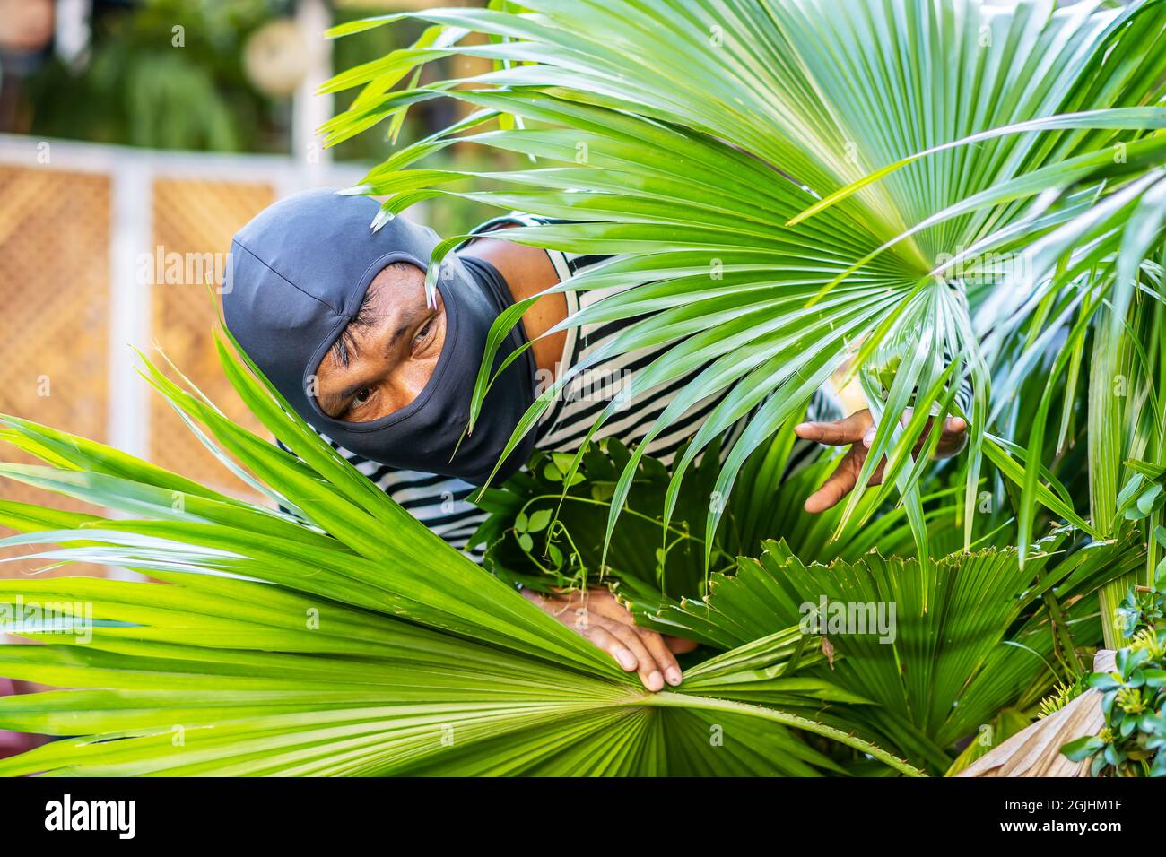 Les voleurs se cachent derrière les buissons afin de planifier un vol dans le village riche Banque D'Images