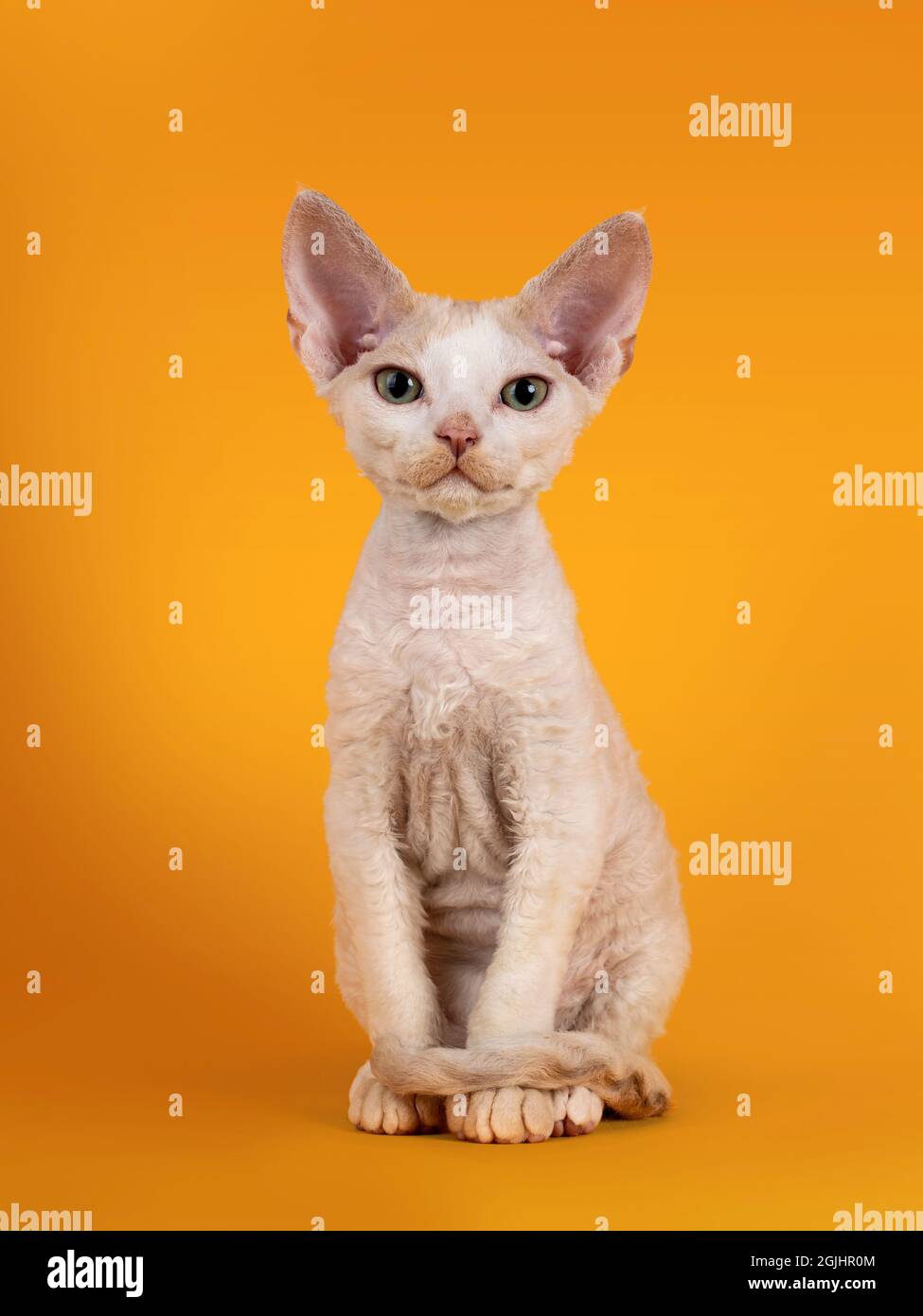 Chat chaton de Devon Rex de Tonkinese, assis face à l'avant avec queue enveloppée autour des pattes avant. Regarder vers l'appareil photo avec les yeux verts. Isolé sur une orange Banque D'Images