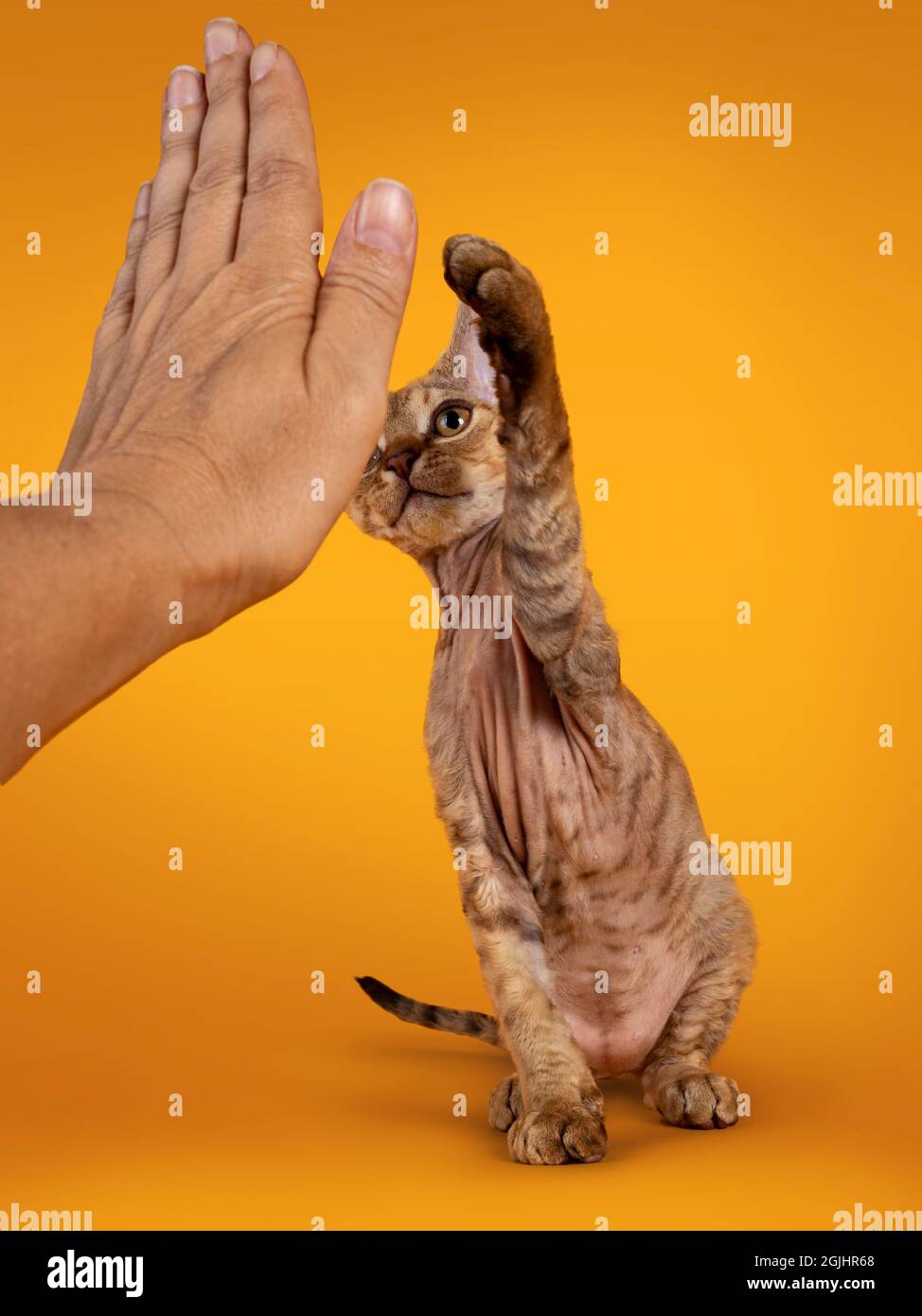 Tabby brun chaud Devon Rex chat chaton, faisant un haut cinq avec la main humaine. Regarder vers un appareil photo avec des yeux dorés. Isolé sur un fond jaune orange Banque D'Images