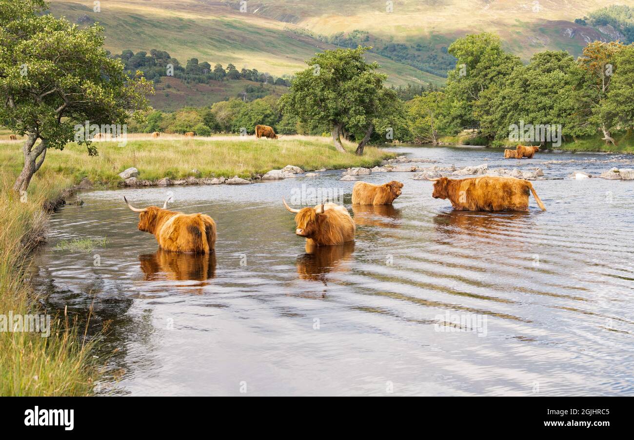 Bovins des Highlands les vaches des Highlands se refroidissent en été à Lyon, Glen Lyon, Écosse, Royaume-Uni Banque D'Images