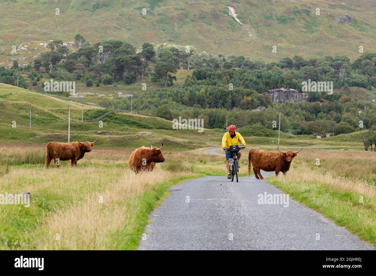 Homme faisant du vélo électronique à travers le bétail des hautes terres sur la route en passant par Glen Lyon près de Fortinghall, Perth et Kinross, Écosse, Royaume-Uni Banque D'Images