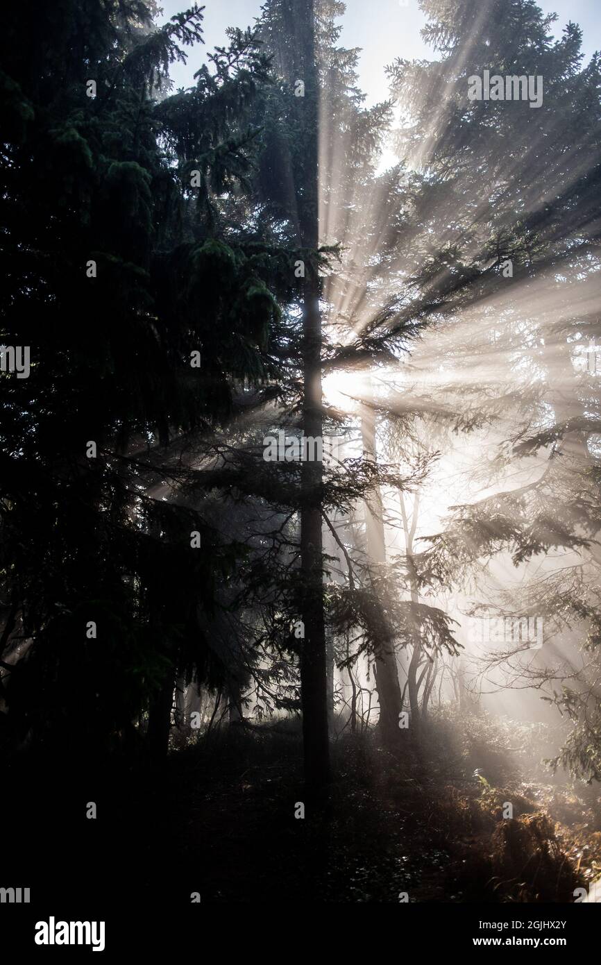 Silhouette d'un arbre en plein soleil donnant de magnifiques rayons de soleil | Soleil brillant à travers des branches d'arbres conifères dans la forêt créant des rayons de lumière étonnants Banque D'Images