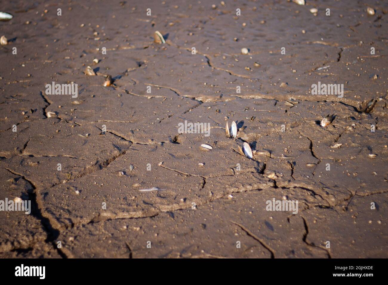 Le fond d'un lac sec avec des coquilles qui collent de près | des coquilles ensoleillées dans la boue fissurée dans le fond sec du lac Banque D'Images