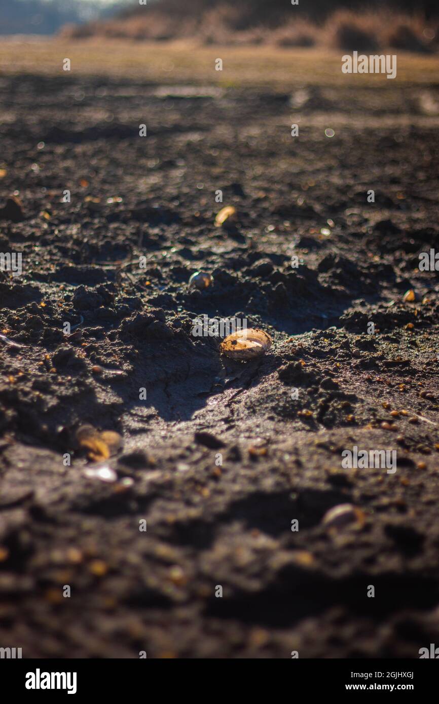 Photo de près au niveau du sol des coquilles illuminées par une lumière du soleil dans la boue au fond séché du lac Banque D'Images