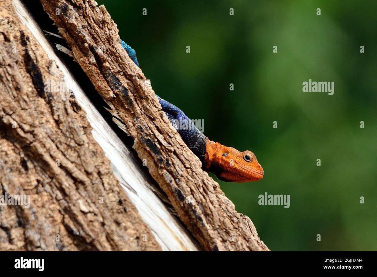 Siedleragame, agama à tête rouge, agama arc-en-ciel, agama à tête rouge, Tansania, Ostafrika, Tanzanie, Afrique de l'est Banque D'Images