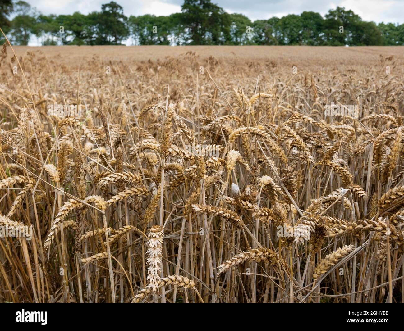 Culture de blé dans le West Sussex, Angleterre, Royaume-Uni. Banque D'Images