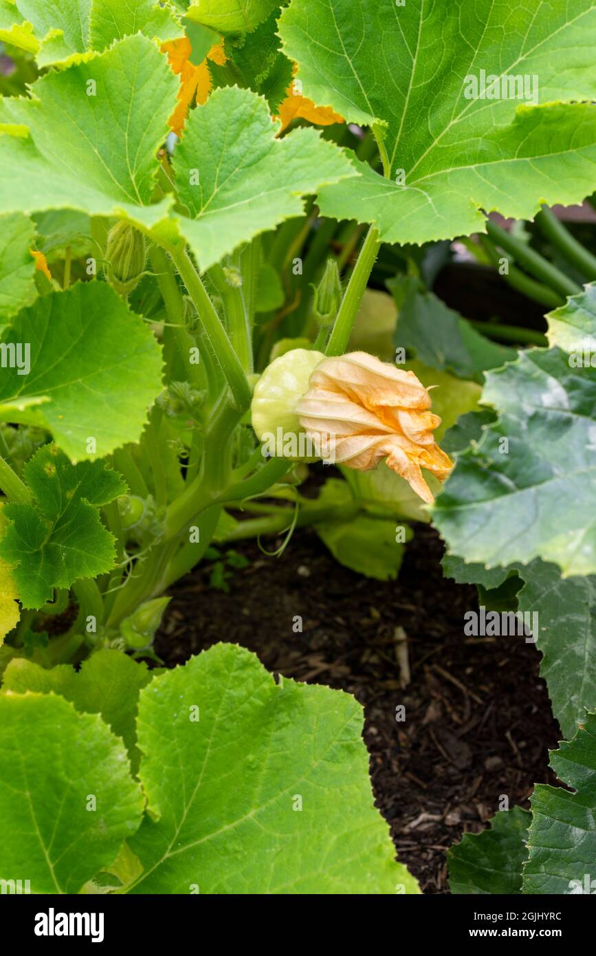 Pétoncle jaune de courge, poussant derrière sa fleur sur une parcelle de légumes. Angleterre, Royaume-Uni. Banque D'Images