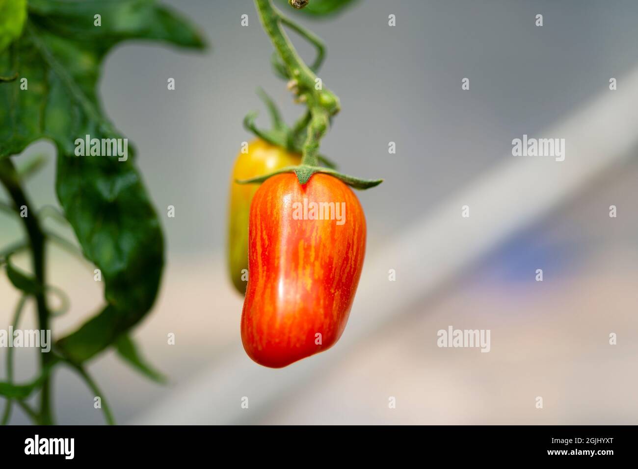 Tomate 'Sweet Casaday' une petite tomate prune, poussant dans un polytunnel, Angleterre, Royaume-Uni. Banque D'Images