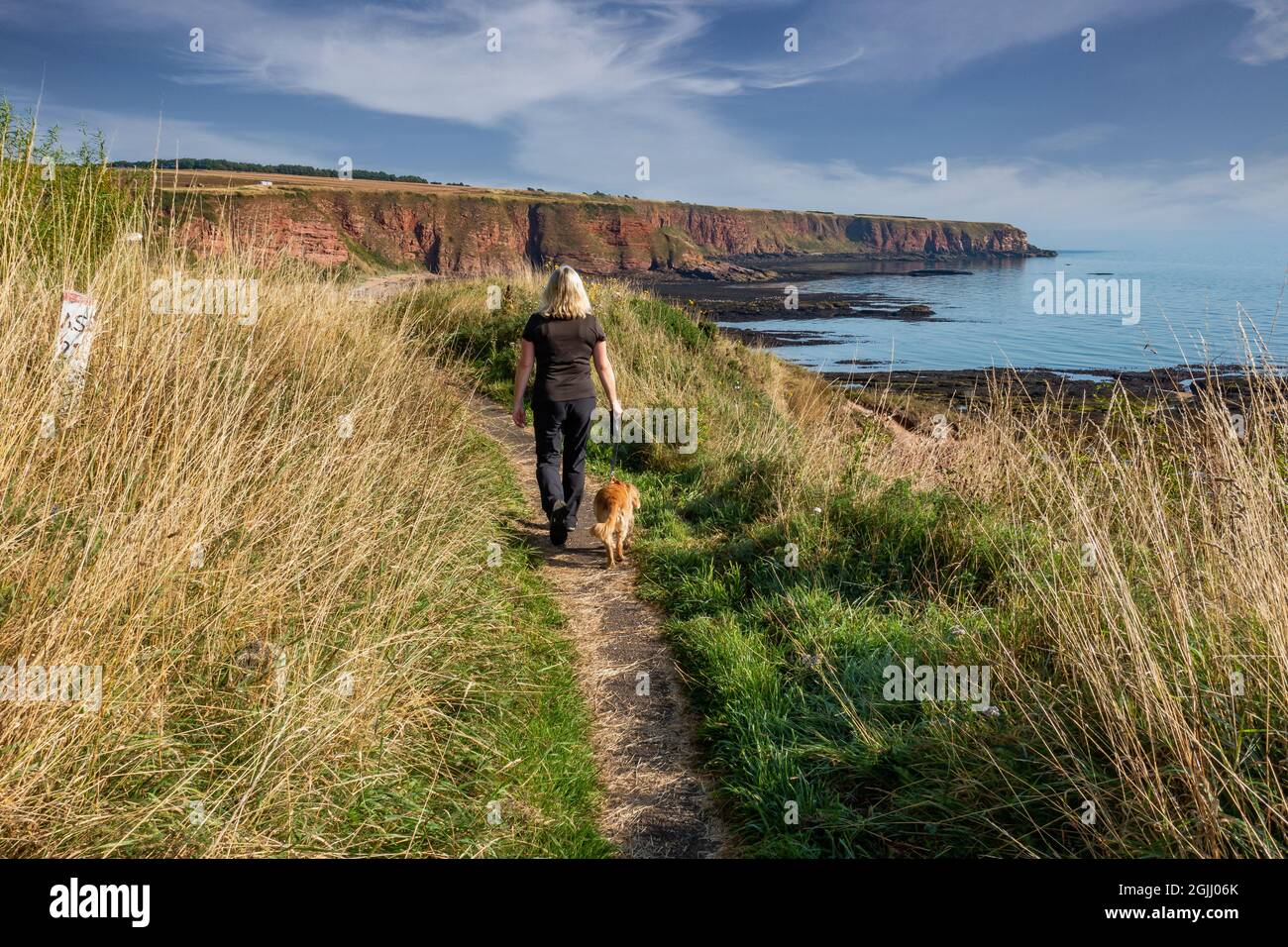 Un marcheur de chiens passe devant les falaises de grès sur le sentier côtier d'Angus près de la ville d'Arbroath, Angus, en Écosse Banque D'Images