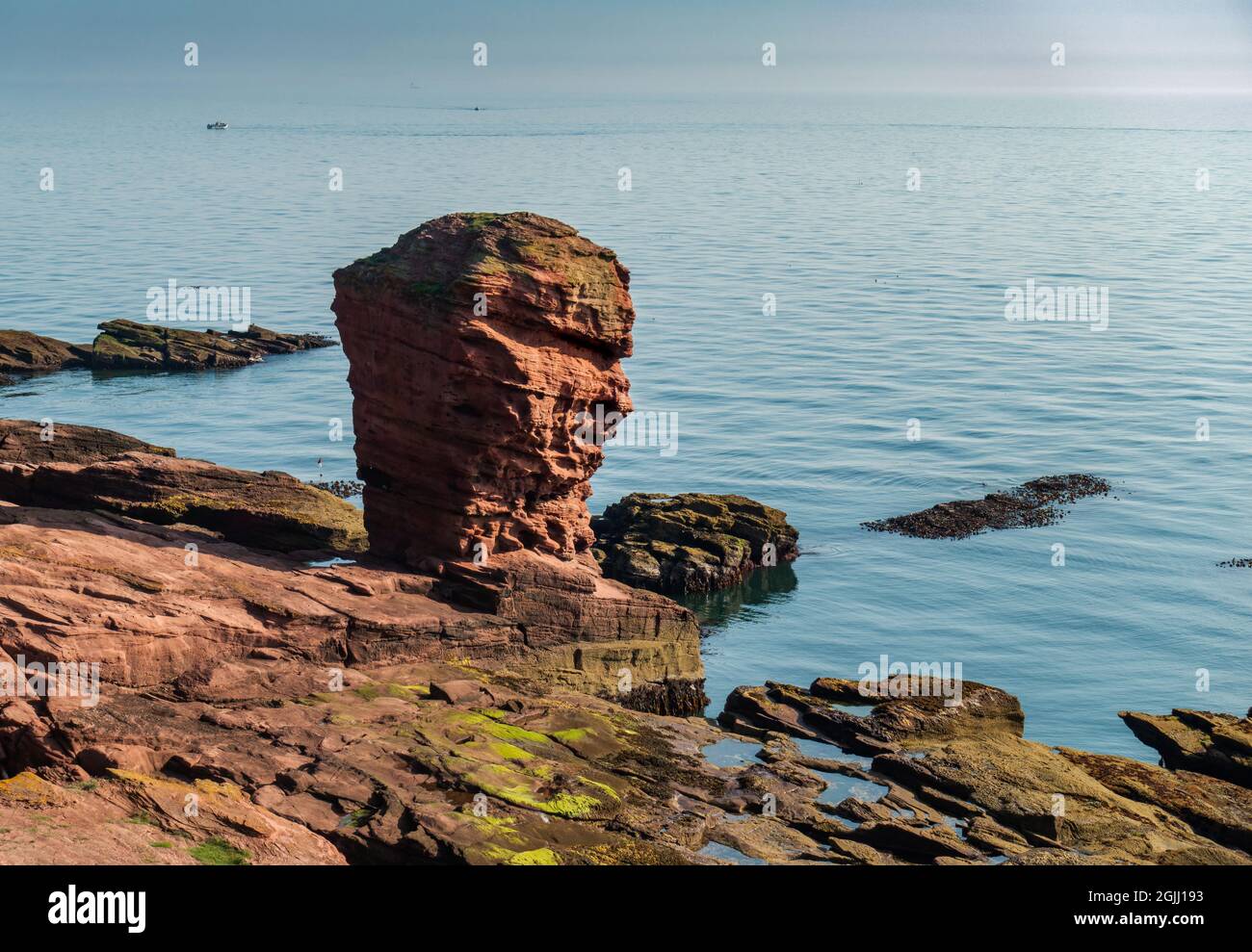 La pile de la mer Deil's Heid (Devil's Head) à Seaton Cliffs, à côté du chemin côtier Angus, près de la ville d'Arbroath, Angus, en Écosse Banque D'Images