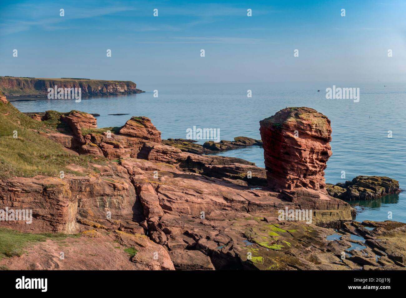 La pile de la mer Deil's Heid (Devil's Head) à Seaton Cliffs, à côté du chemin côtier Angus, près de la ville d'Arbroath, Angus, en Écosse Banque D'Images