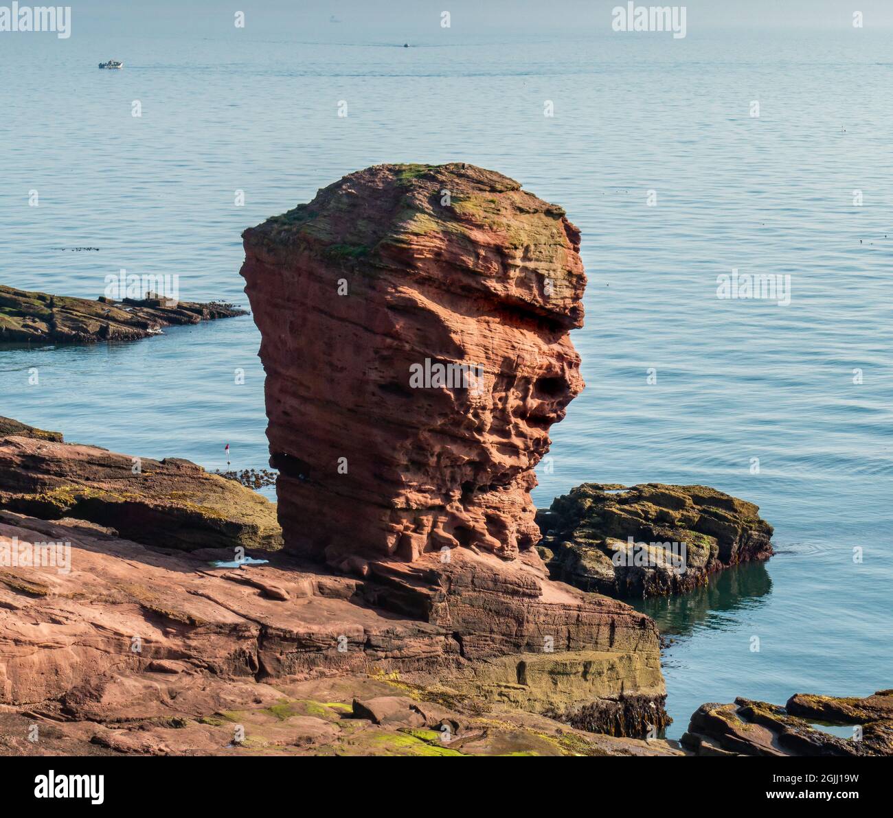 La pile de la mer Deil's Heid (Devil's Head) à Seaton Cliffs, à côté du chemin côtier Angus, près de la ville d'Arbroath, Angus, en Écosse Banque D'Images