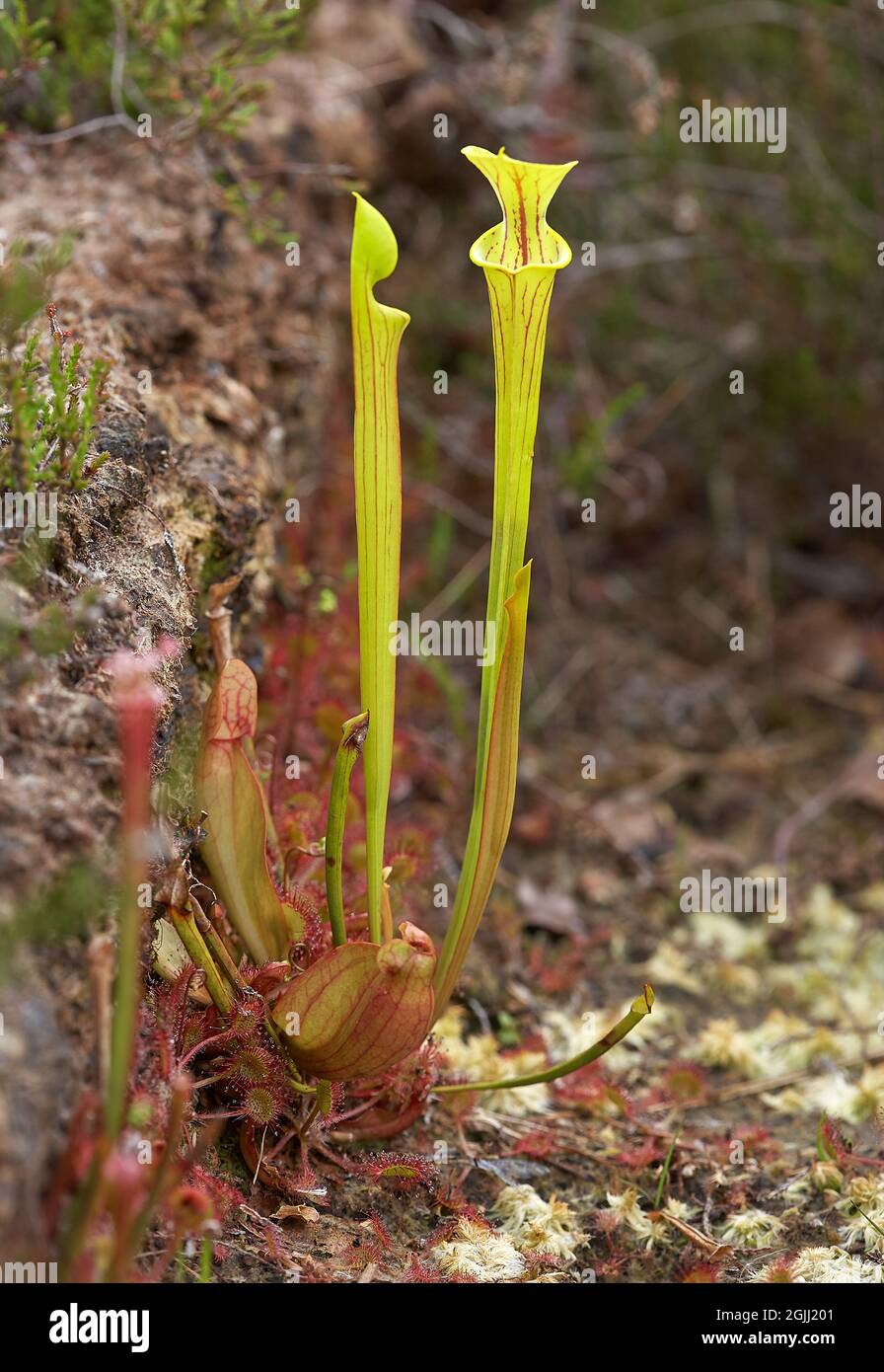 Fleurs insectivores de la plante de Pitcher jaune Sarracenia flava croissant avec le Sundew à feuilles rondes dans d'anciens excavations de tourbe aux niveaux de Somerset Royaume-Uni Banque D'Images