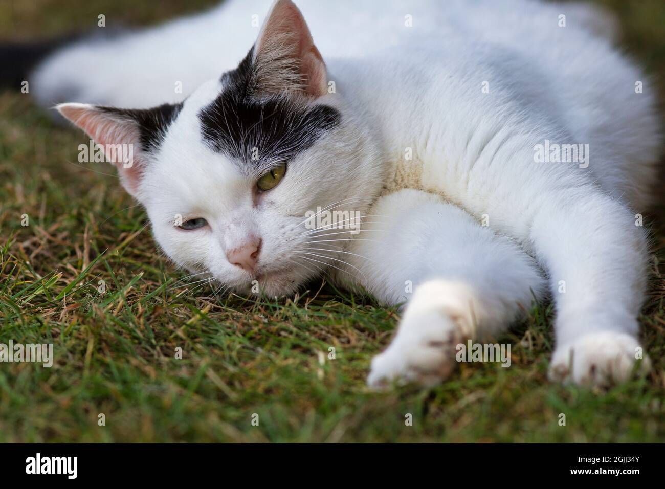 Jeune chat noir et blanc aux yeux impairs s'étira et se détend sur l'herbe dans le jardin Banque D'Images