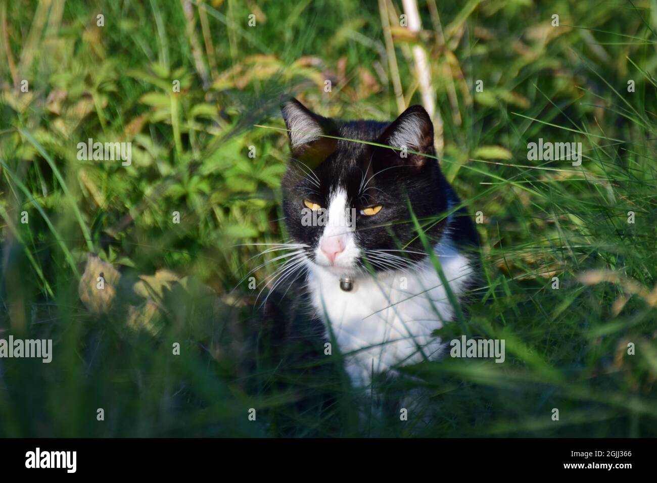 Chat noir et blanc assis entre les herbes Banque D'Images