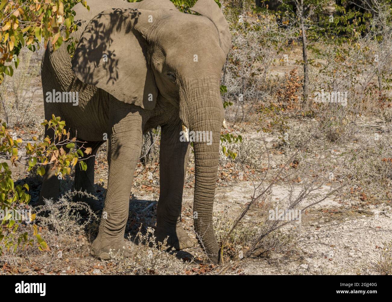 Jeune éléphant d'Afrique broutant les arbres et buissons du désert dans le nord de la Namibie Banque D'Images