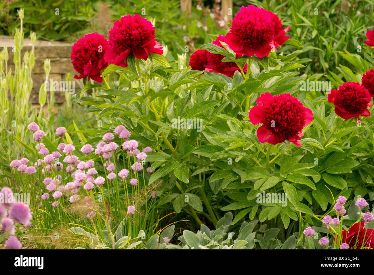 Pivoine dans le jardin pivoine 'charme rouge' Alliums ornementaux Banque D'Images