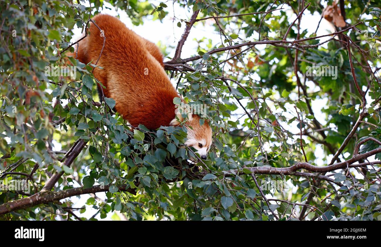 Panda rouge dans un parc animalier Banque D'Images