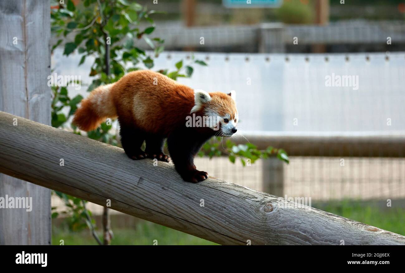 Panda rouge dans un parc animalier Banque D'Images