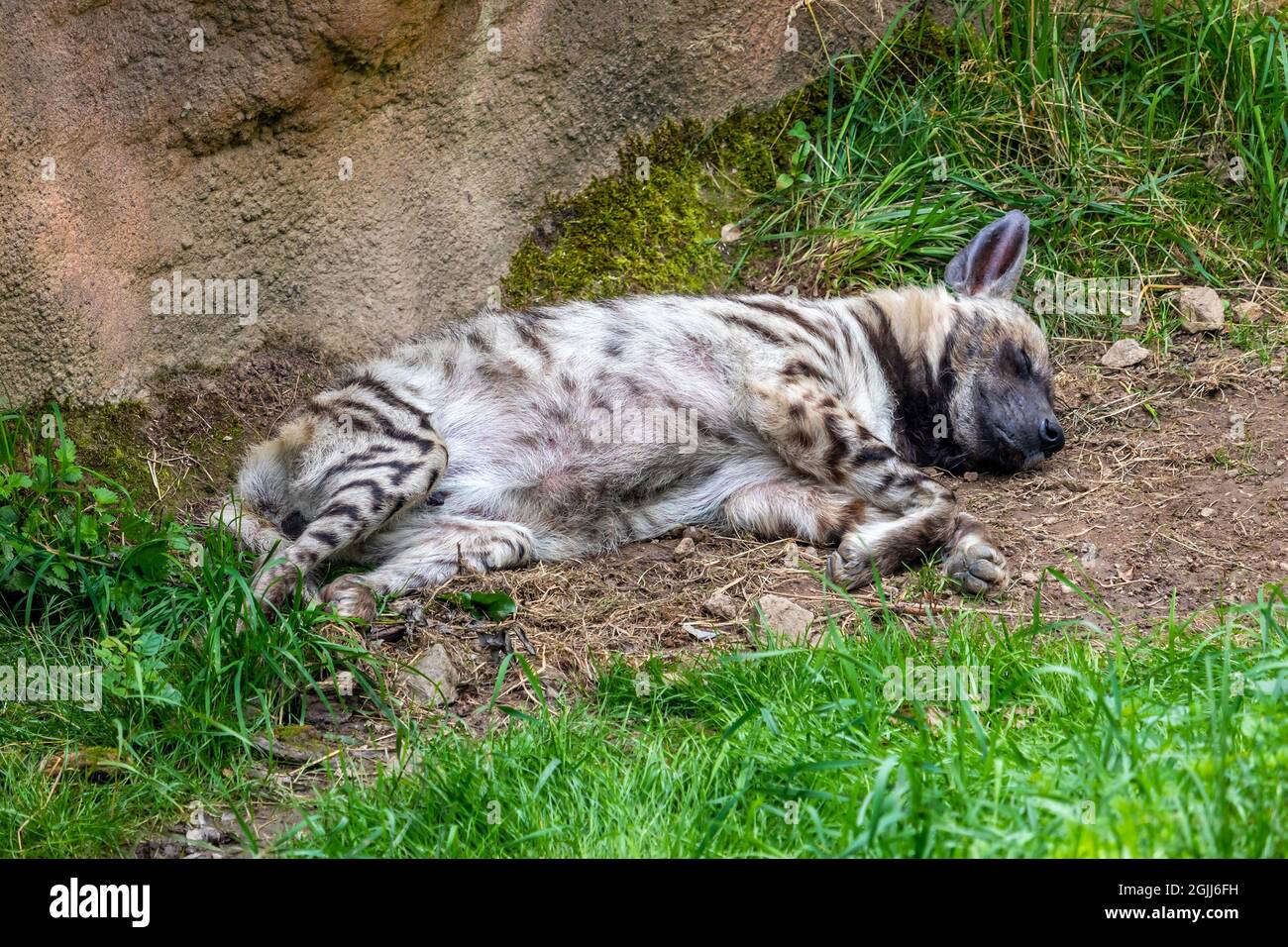 hyena - un hyena couché sur le côté et dormant Banque D'Images